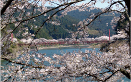 日向神（ひゅうがみ） 桜