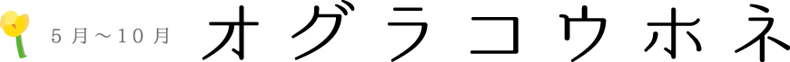 オグラコウホネ　見頃：5月～10月