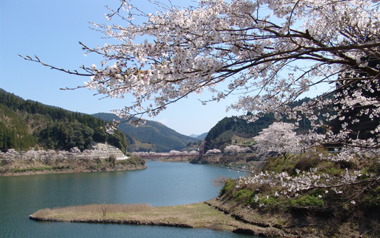 日向神ダム湖畔 千本桜 写真