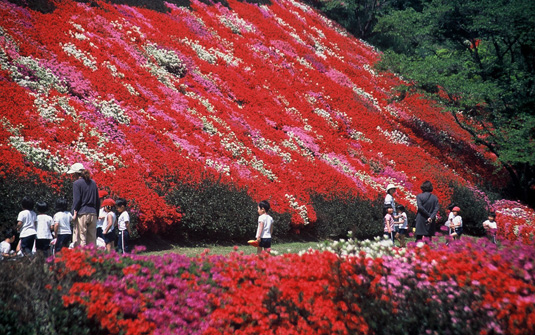 星のふるさと公園のツツジ 写真