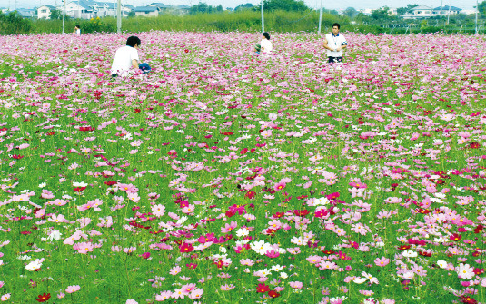 矢部川のコスモス  写真