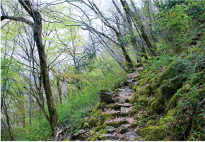 石割岳 登山道 写真