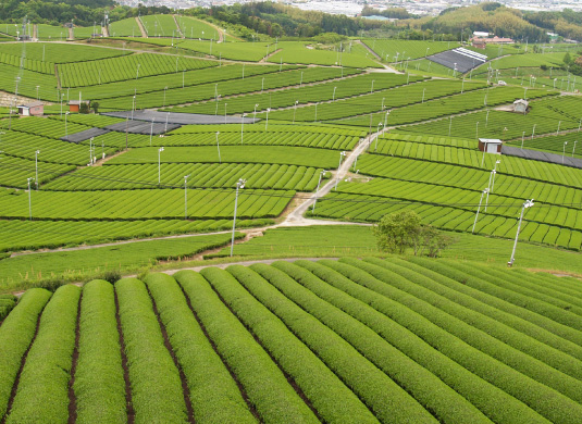 八女中央大茶園 写真